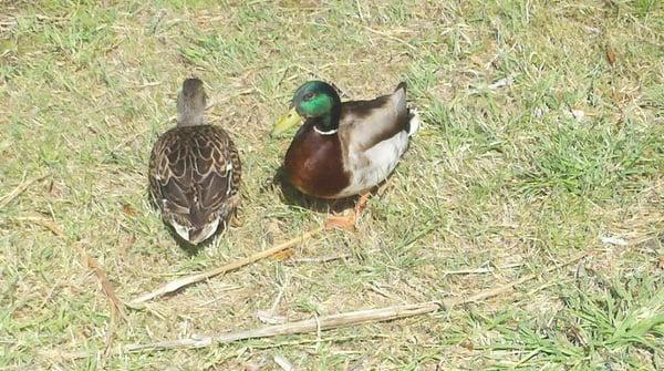 Ducks Chillin'