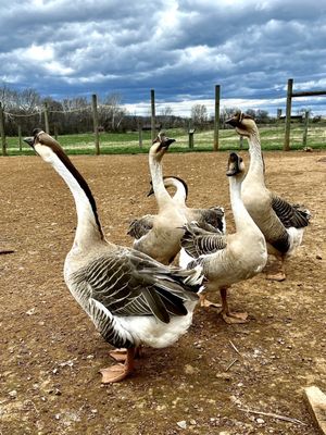 Unique breed of Resident geese