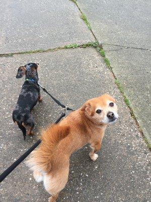 Mel taking Emmett and Charlie on a walk.