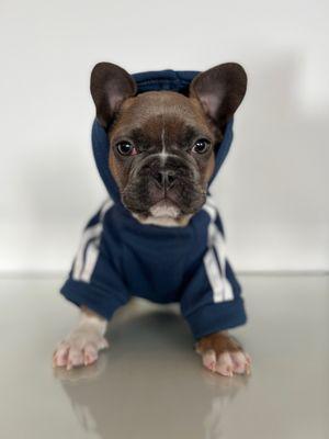 NY French Bulldog