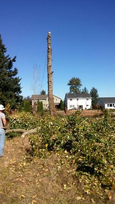 Cottonwood Tree Removal