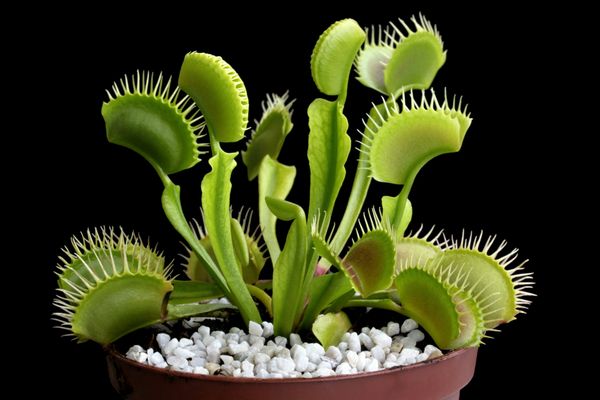 Venus Fly Trap