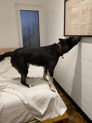 K9 bed bug inspection in Brooklyn