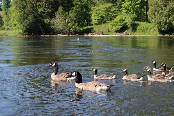 Pine River Paddlesport Center