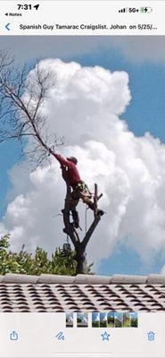 Trimming a tree