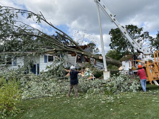 Removing a fallen tree