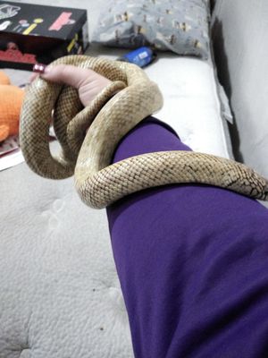 One of my prior personal pets, a King Snake.