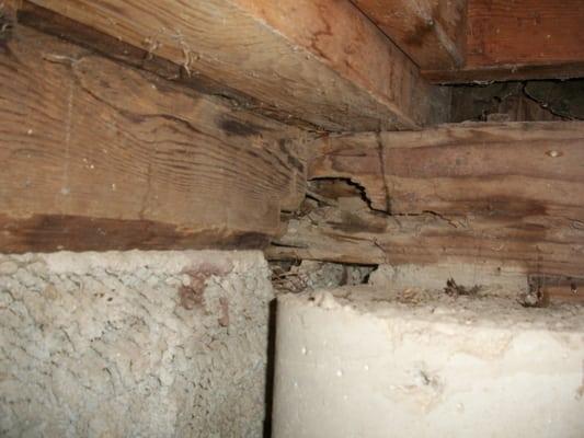 termite damage