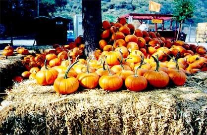 Most amazing Pumpkins