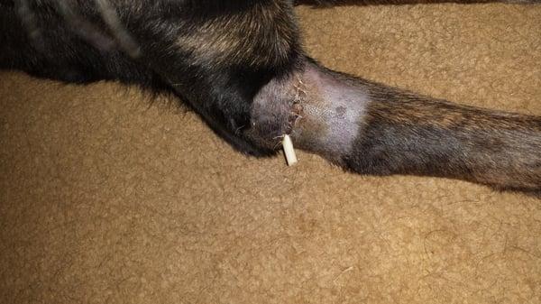 After. Thank you Companion Vet for helping my boy!