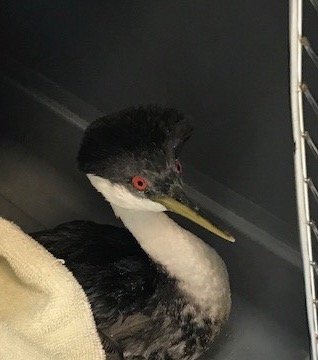 Western Grebe I named Bob