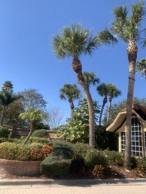 Beautiful palms ready for the summer