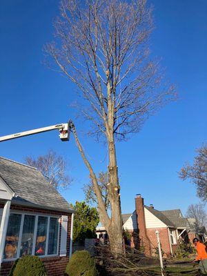 James Rogan Tree Service