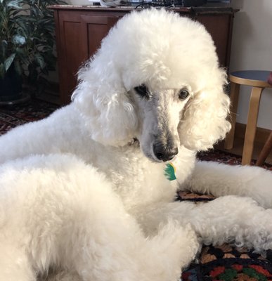 Mitra the Standard Poodle after a trip to Amy