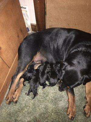 Six new puppies our puppies go fast call for availability