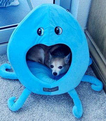 Naps are more fun in cute dog beds.