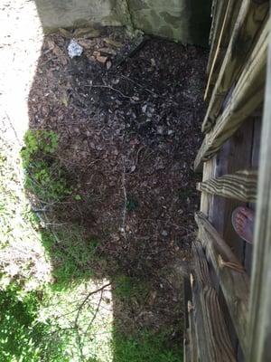 Some of the trash looking down from the patio.