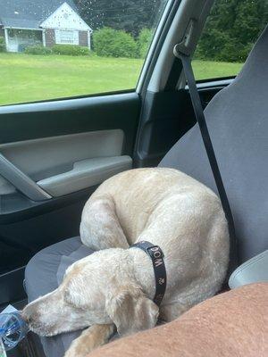 Curled up as soon as I started the car.   Amazing!   (Usually he is on the floor but I didn't want him to get dirty).