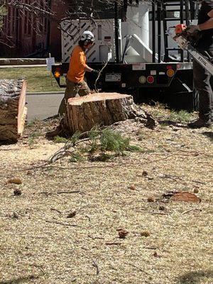 Clearing around stump