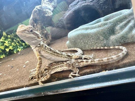 Bearded Dragons