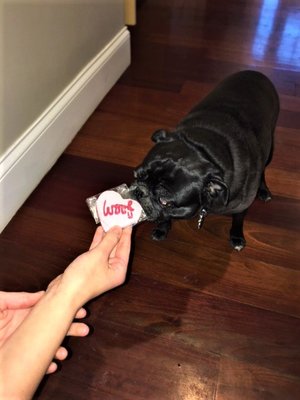 Whoa, that Woof treat is so great that Notorious P.U.G. is trying to eat it through the cellophane wrapper!!!