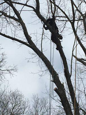 Keystone Tree Specialists