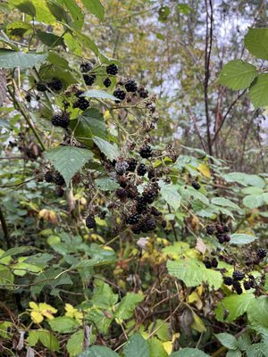 Lots of berries on this trail