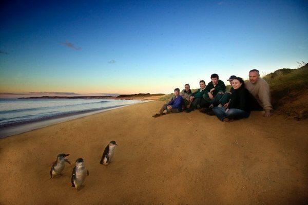 Up close with the penguins, Australia