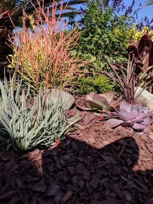 Drought tolerant landscape with drip irrigation.