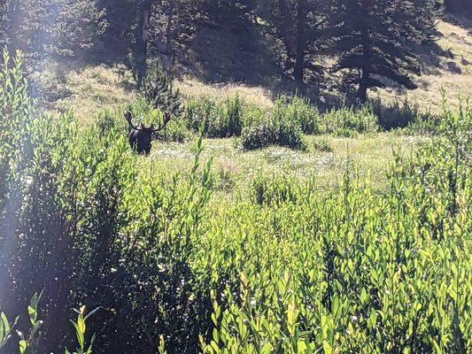 Bull moose grazing in the willows.