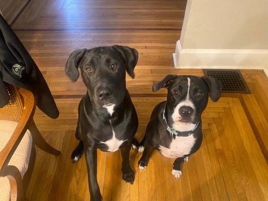 My dogs pleading for the parents of small kids with dogs to please read this review!!