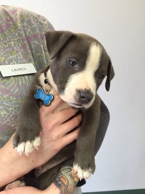 Virgil the adorable 6 week old pitbull puppy!