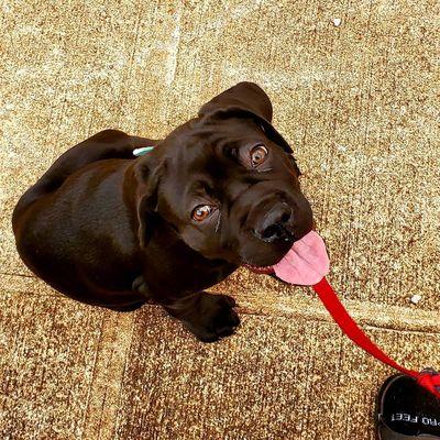 Puppy learning to walk nicely on a leash.