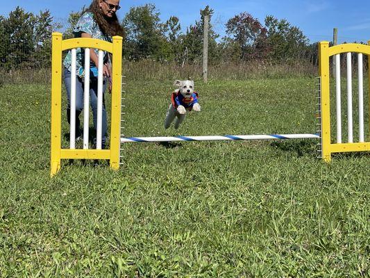 A little dog flying through the air over a jump wearing a superman costume.