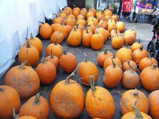 Regular pumpkins too