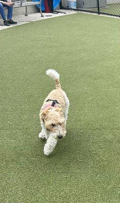 Lucy at the dog park!