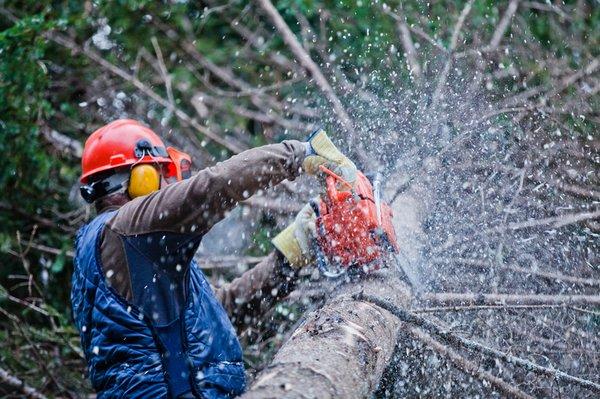 tree cutting in Anaheim, California