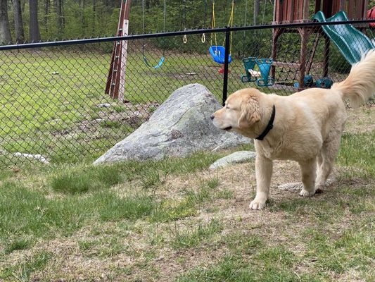 Chain link fence for dogs