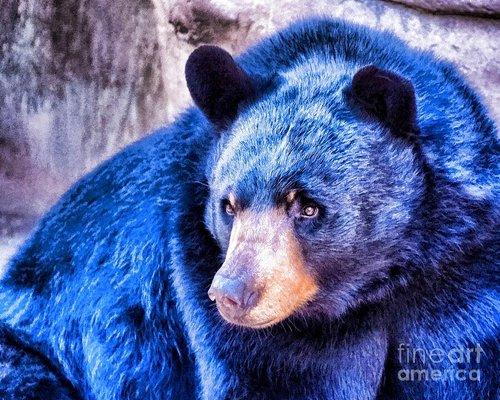 Blue Bear Tax Solutions