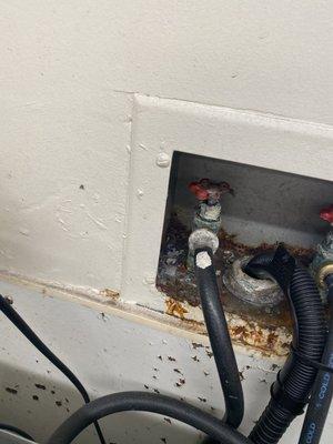 Sewer flies and rusted plumbing in the laundry room