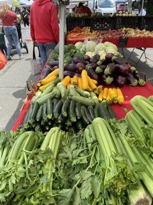 Squashes, Eggplant, Cabbages, Celery !