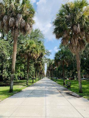 Beautiful lane of palm trees.