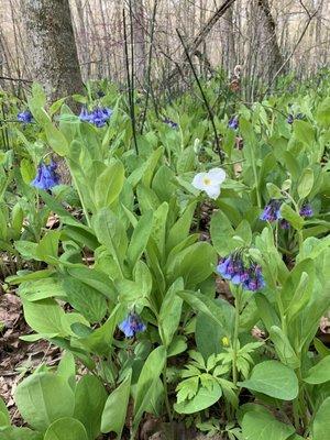 Bluebells and trillium at Aman Park