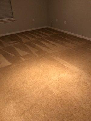 Carpet Cleaning