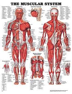 Anatomical charts from poster size to mini.