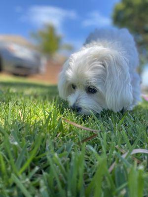 Private dog walk in Leimert Park