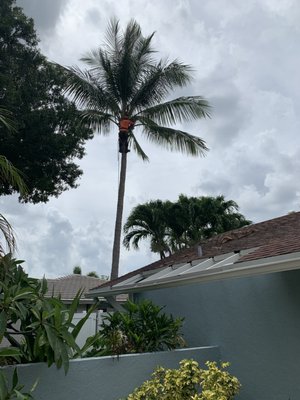 Climbs a tall coconut palm.