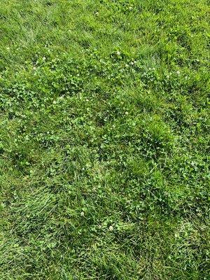 Clover now taking over 1/3 grass in park because ACS did not have lawn people take care of it.