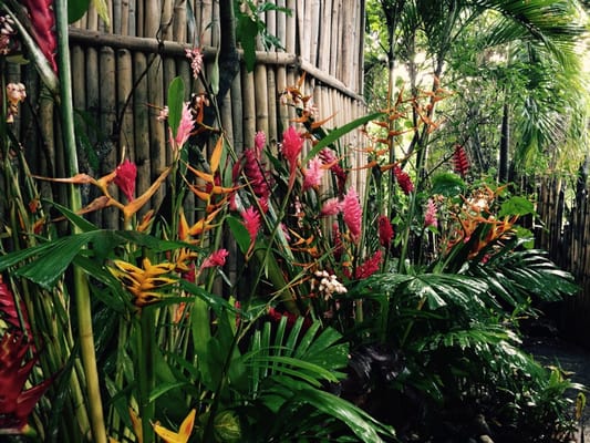 Striking tropical flowers lining the entrance to the cottages