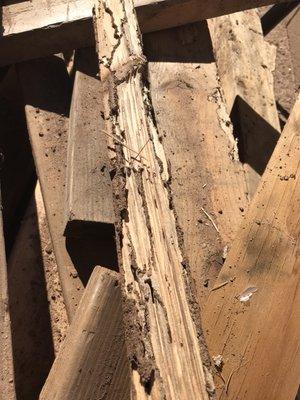 Subterranean Termite mud tubes on a piece of wood that was laying on dirt next to the home. Subterranean Termite Specialists .